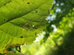 Phyllonorycter tiliacella
