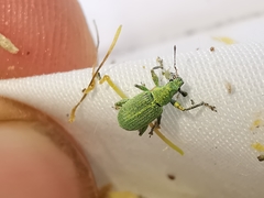 Polydrusus planifrons