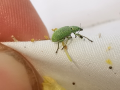 Polydrusus planifrons