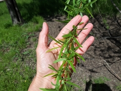 Salix nigra
