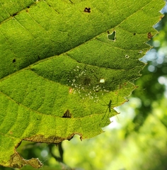Phyllonorycter tiliacella