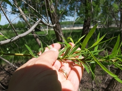Salix nigra