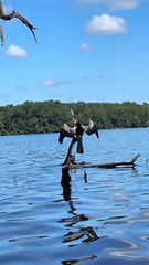 Anhinga