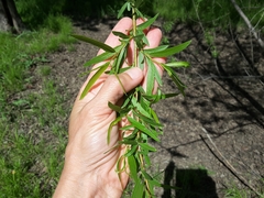 Salix nigra