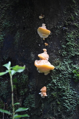 Aurantiporus croceus