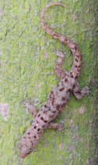 Gonatodes albogularis fuscus