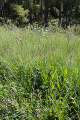 Cirsium monspessulanum