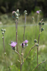 Cirsium monspessulanum