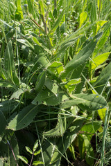 Cirsium monspessulanum