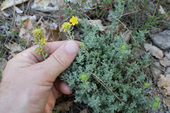 Teucrium aureum