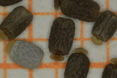 Euphorbia delicatula