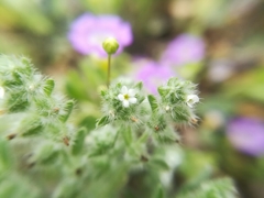 Cryptantha mexicana