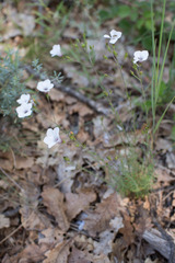 Linum tenuifolium
