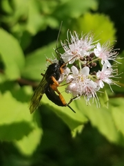 Pimpla pedalis