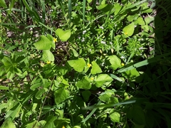 Calyptocarpus vialis