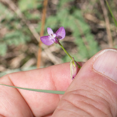 Polygala nicaeensis