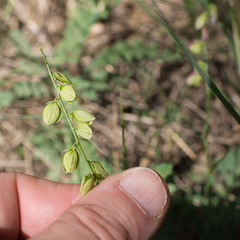 Polygala nicaeensis