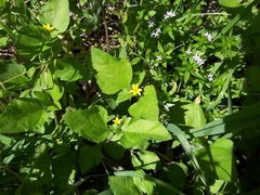 Calyptocarpus vialis
