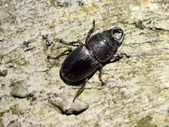 Aegus chelifer