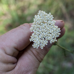 Achillea odorata