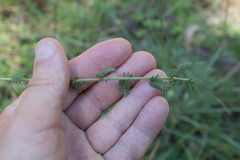 Achillea odorata