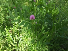 Vicia sativa