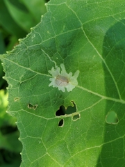 Calycomyza platyptera