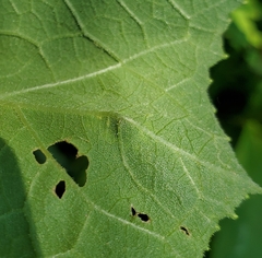Calycomyza platyptera
