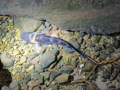 Glossogobius