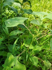 Calycomyza platyptera