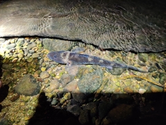 Glossogobius