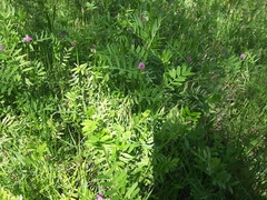 Vicia sativa