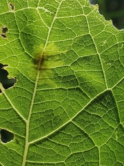 Calycomyza platyptera