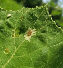 Calycomyza platyptera