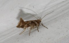 Aristotelia fungivorella