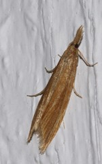 Donacaula albicostellus