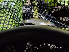 Oryzias curvinotus