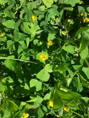 Medicago arabica