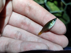 Oryzias curvinotus