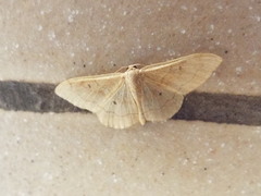 Idaea rubraria