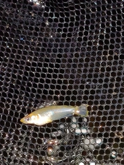 Oryzias curvinotus