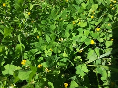 Medicago arabica