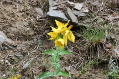 Hypericum richeri burseri