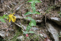 Hypericum richeri burseri