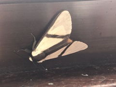 Turuptiana obliqua