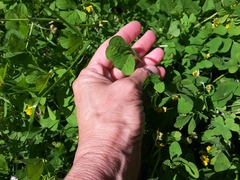 Medicago arabica