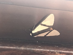 Turuptiana obliqua