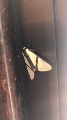 Turuptiana obliqua