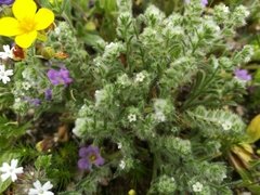 Cryptantha mexicana