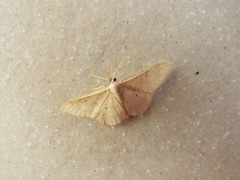 Idaea rubraria
